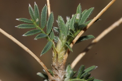 Astragalus armatus numidicus