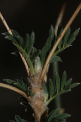 Astragalus armatus numidicus