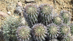 Euphorbia stellispina