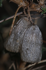 Astragalus armatus numidicus
