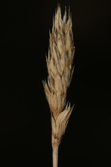 Dactylis glomerata juncinella