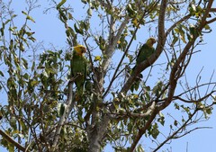 Amazona oratrix tresmariae