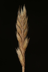 Dactylis glomerata juncinella