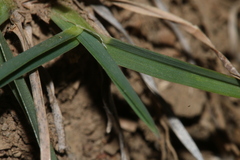 Dactylis glomerata juncinella