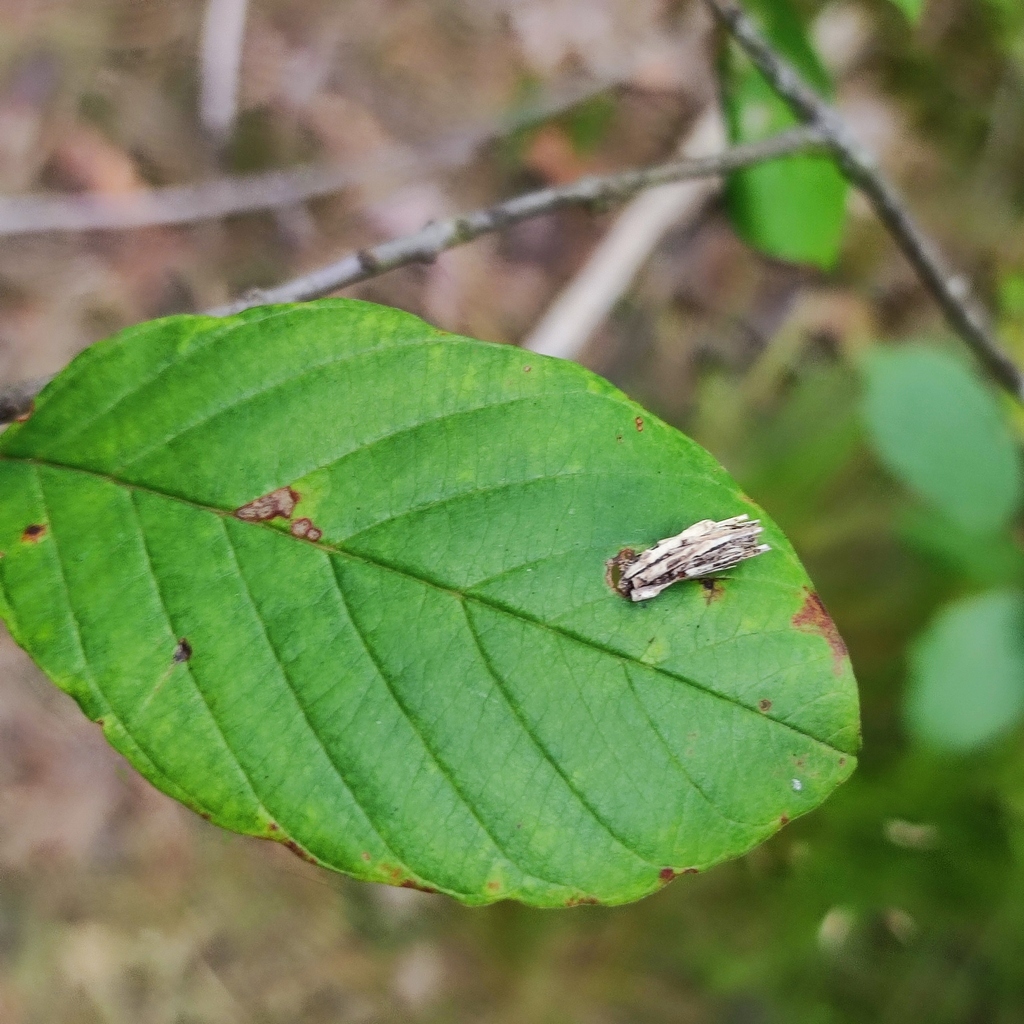 Common Bagworm Moth from Gatchinskiy rayon, Leningrad, Russia on July