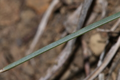 Helictochloa cincinnata