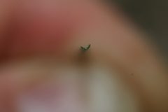 Helictochloa cincinnata