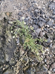 Spergularia azorica