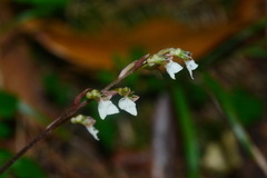 Odontochilus yakushimensis