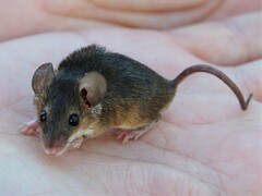 Mus minutoides