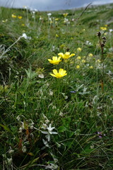 Ranunculus breyninus