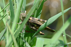 Aiolopus thalassinus tamulus