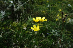 Ranunculus breyninus