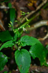Circaea erubescens
