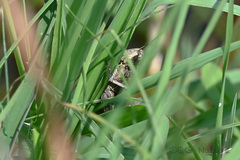 Aiolopus thalassinus tamulus