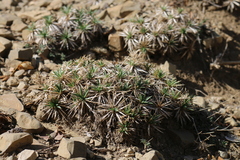 Atractylis caespitosa