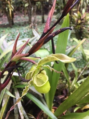 Phragmipedium