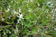 Ranunculus breyninus