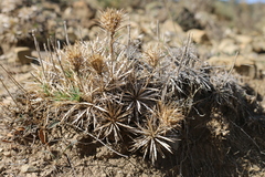 Atractylis caespitosa