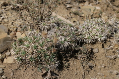 Atractylis caespitosa