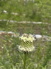 Dipsacus asperoides