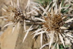Atractylis caespitosa