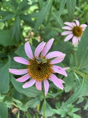 Agapostemon virescens