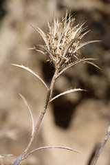 Atractylis caespitosa