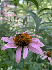 Agapostemon virescens