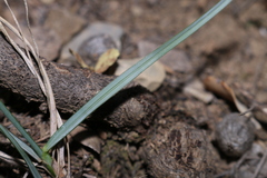 Helictochloa cincinnata