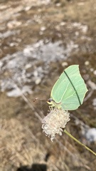 Gonepteryx cleopatra