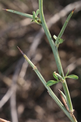 Calicotome spinosa