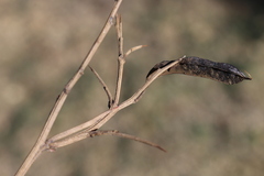 Calicotome spinosa