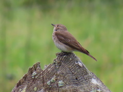 Muscicapa striata