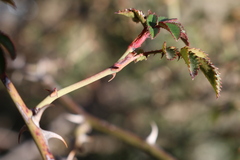 Rosa pouzinii