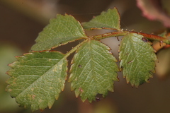 Rosa pouzinii