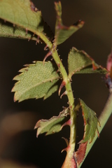 Rosa pouzinii