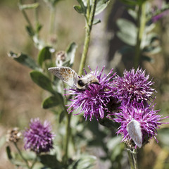 Bombus mesomelas