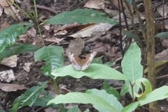 Lebadea martha parkeri