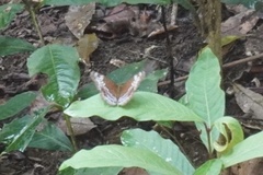 Lebadea martha parkeri