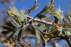 Crataegus laciniata