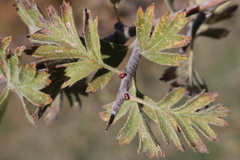 Crataegus laciniata