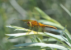 Sympetrum semicinctum