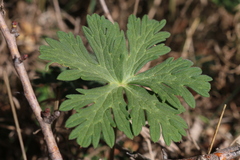 Geranium atlanticum
