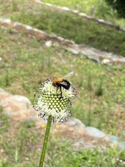 Dipsacus asperoides