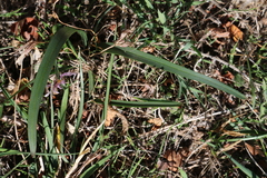 Colchicum cupanii