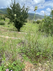 Dipsacus asperoides
