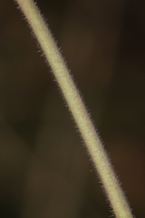 Geranium atlanticum