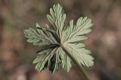 Geranium atlanticum