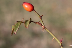 Rosa pouzinii